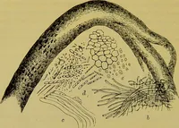 An illustration from The microscope : its history, construction, and application, being a familiar introduction to the use of the instrument, and the study of microscopical science / by Jabez Hogg. (1898)
