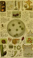An illustration from The microscope : its history, construction, and application, being a familiar introduction to the use of the instrument, and the study of microscopical science / by Jabez Hogg. (1898)