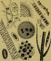 An illustration from The microscope : its history, construction, and application, being a familiar introduction to the use of the instrument, and the study of microscopical science / by Jabez Hogg. (1898)