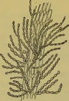 An illustration from The microscope : its history, construction, and application, being a familiar introduction to the use of the instrument, and the study of microscopical science / by Jabez Hogg. (1898)