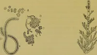 An illustration from The microscope : its history, construction, and application, being a familiar introduction to the use of the instrument, and the study of microscopical science / by Jabez Hogg. (1898)