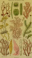 An illustration from The microscope : its history, construction, and application, being a familiar introduction to the use of the instrument, and the study of microscopical science / by Jabez Hogg. (1898)