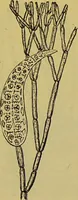An illustration from The microscope : its history, construction, and application, being a familiar introduction to the use of the instrument, and the study of microscopical science / by Jabez Hogg. (1898)