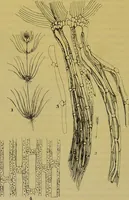 An illustration from The microscope : its history, construction, and application, being a familiar introduction to the use of the instrument, and the study of microscopical science / by Jabez Hogg. (1898)