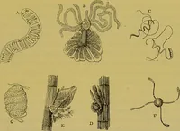 An illustration from The microscope : its history, construction, and application, being a familiar introduction to the use of the instrument, and the study of microscopical science / by Jabez Hogg. (1898)