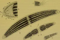 An illustration from The microscope : its history, construction, and application, being a familiar introduction to the use of the instrument, and the study of microscopical science / by Jabez Hogg. (1898)