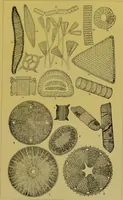 An illustration from The microscope : its history, construction, and application, being a familiar introduction to the use of the instrument, and the study of microscopical science / by Jabez Hogg. (1898)