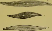 An illustration from The microscope : its history, construction, and application, being a familiar introduction to the use of the instrument, and the study of microscopical science / by Jabez Hogg. (1898)