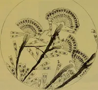 An illustration from The microscope : its history, construction, and application, being a familiar introduction to the use of the instrument, and the study of microscopical science / by Jabez Hogg. (1898)