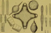 An illustration from The microscope : its history, construction, and application, being a familiar introduction to the use of the instrument, and the study of microscopical science / by Jabez Hogg. (1898)