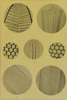 An illustration from The microscope : its history, construction, and application, being a familiar introduction to the use of the instrument, and the study of microscopical science / by Jabez Hogg. (1898)