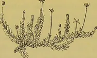 An illustration from The microscope : its history, construction, and application, being a familiar introduction to the use of the instrument, and the study of microscopical science / by Jabez Hogg. (1898)