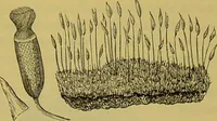 Picture 256 of 409 from The microscope : its history, construction, and application, being a familiar introduction to the use of the instrument, and the study of microscopical science / by Jabez Hogg. (1898), leaf 490