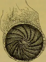 An illustration from The microscope : its history, construction, and application, being a familiar introduction to the use of the instrument, and the study of microscopical science / by Jabez Hogg. (1898)