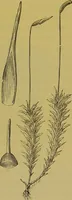 An illustration from The microscope : its history, construction, and application, being a familiar introduction to the use of the instrument, and the study of microscopical science / by Jabez Hogg. (1898)