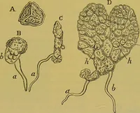 An illustration from The microscope : its history, construction, and application, being a familiar introduction to the use of the instrument, and the study of microscopical science / by Jabez Hogg. (1898)