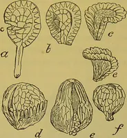 An illustration from The microscope : its history, construction, and application, being a familiar introduction to the use of the instrument, and the study of microscopical science / by Jabez Hogg. (1898)