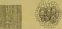 An illustration from The microscope : its history, construction, and application, being a familiar introduction to the use of the instrument, and the study of microscopical science / by Jabez Hogg. (1898)