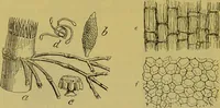 An illustration from The microscope : its history, construction, and application, being a familiar introduction to the use of the instrument, and the study of microscopical science / by Jabez Hogg. (1898)