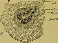 An illustration from The microscope : its history, construction, and application, being a familiar introduction to the use of the instrument, and the study of microscopical science / by Jabez Hogg. (1898)