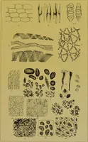 An illustration from The microscope : its history, construction, and application, being a familiar introduction to the use of the instrument, and the study of microscopical science / by Jabez Hogg. (1898)