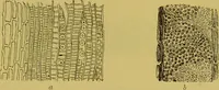 An illustration from The microscope : its history, construction, and application, being a familiar introduction to the use of the instrument, and the study of microscopical science / by Jabez Hogg. (1898)