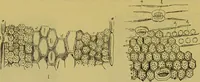 An illustration from The microscope : its history, construction, and application, being a familiar introduction to the use of the instrument, and the study of microscopical science / by Jabez Hogg. (1898)