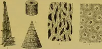 An illustration from The microscope : its history, construction, and application, being a familiar introduction to the use of the instrument, and the study of microscopical science / by Jabez Hogg. (1898)