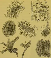 An illustration from The microscope : its history, construction, and application, being a familiar introduction to the use of the instrument, and the study of microscopical science / by Jabez Hogg. (1898)