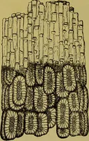 An illustration from The microscope : its history, construction, and application, being a familiar introduction to the use of the instrument, and the study of microscopical science / by Jabez Hogg. (1898)