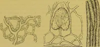 An illustration from The microscope : its history, construction, and application, being a familiar introduction to the use of the instrument, and the study of microscopical science / by Jabez Hogg. (1898)