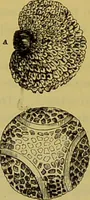 An illustration from The microscope : its history, construction, and application, being a familiar introduction to the use of the instrument, and the study of microscopical science / by Jabez Hogg. (1898)