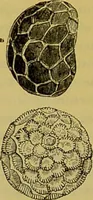 An illustration from The microscope : its history, construction, and application, being a familiar introduction to the use of the instrument, and the study of microscopical science / by Jabez Hogg. (1898)