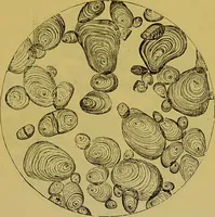 An illustration from The microscope : its history, construction, and application, being a familiar introduction to the use of the instrument, and the study of microscopical science / by Jabez Hogg. (1898)