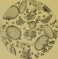 An illustration from The microscope : its history, construction, and application, being a familiar introduction to the use of the instrument, and the study of microscopical science / by Jabez Hogg. (1898)