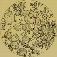 Picture 278 of 409 from The microscope : its history, construction, and application, being a familiar introduction to the use of the instrument, and the study of microscopical science / by Jabez Hogg. (1898), leaf 519