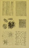 An illustration from The microscope : its history, construction, and application, being a familiar introduction to the use of the instrument, and the study of microscopical science / by Jabez Hogg. (1898)