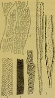 An illustration from The microscope : its history, construction, and application, being a familiar introduction to the use of the instrument, and the study of microscopical science / by Jabez Hogg. (1898)