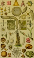 An illustration from The microscope : its history, construction, and application, being a familiar introduction to the use of the instrument, and the study of microscopical science / by Jabez Hogg. (1898)
