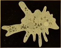 Picture 283 of 409 from The microscope : its history, construction, and application, being a familiar introduction to the use of the instrument, and the study of microscopical science / by Jabez Hogg. (1898), leaf 533