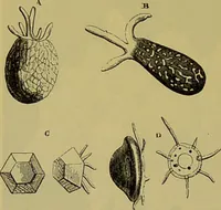 An illustration from The microscope : its history, construction, and application, being a familiar introduction to the use of the instrument, and the study of microscopical science / by Jabez Hogg. (1898)