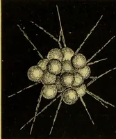 An illustration from The microscope : its history, construction, and application, being a familiar introduction to the use of the instrument, and the study of microscopical science / by Jabez Hogg. (1898)