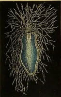Picture 287 of 409 from The microscope : its history, construction, and application, being a familiar introduction to the use of the instrument, and the study of microscopical science / by Jabez Hogg. (1898), leaf 535
