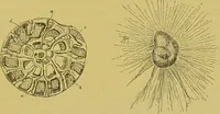 An illustration from The microscope : its history, construction, and application, being a familiar introduction to the use of the instrument, and the study of microscopical science / by Jabez Hogg. (1898)