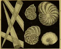An illustration from The microscope : its history, construction, and application, being a familiar introduction to the use of the instrument, and the study of microscopical science / by Jabez Hogg. (1898)