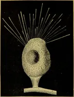 An illustration from The microscope : its history, construction, and application, being a familiar introduction to the use of the instrument, and the study of microscopical science / by Jabez Hogg. (1898)