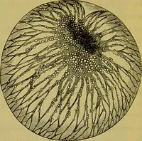 An illustration from The microscope : its history, construction, and application, being a familiar introduction to the use of the instrument, and the study of microscopical science / by Jabez Hogg. (1898)