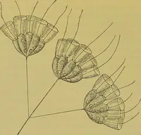 An illustration from The microscope : its history, construction, and application, being a familiar introduction to the use of the instrument, and the study of microscopical science / by Jabez Hogg. (1898)