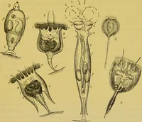 An illustration from The microscope : its history, construction, and application, being a familiar introduction to the use of the instrument, and the study of microscopical science / by Jabez Hogg. (1898)