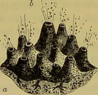 Picture 298 of 409 from The microscope : its history, construction, and application, being a familiar introduction to the use of the instrument, and the study of microscopical science / by Jabez Hogg. (1898), leaf 560